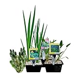 VDVELDE Wasserpflanzen-Paket für Mini-Teich - 15er Set Wasserpflanzen, winterhart - Für 0,5-1 m³ Wasser - Inklusive Pflanzkorb-Sets - VDVELDE WASSERPFLANZEN