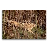 Premium Textil-Leinwand 75 x 50 cm Quer-Format Große Rohrdommel | Wandbild, HD-Bild auf Keilrahmen, Fertigbild auf hochwertigem Vlies, Leinwanddruck von Winfried Erlw