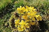 Blumenzwiebeln Eranthis cilicica Winterlinge (50 Zwiebeln)