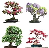 Seedeo Bonsai Anzuchtset Deluxe Best of (Roter Fächerahorn, Blauregen, Japanische Kamelie)
