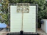Quercus Ilex std Espalier 230