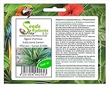Stk - 5x Agave impressa Sukkulente Garten Pflanzen - Samen B1884 - Seeds Plants Shop Samenbank Pfullingen Patrik Ip