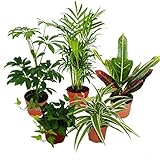 Exotenherz - Großes Zimmerpflanzen Set mit 5 Pflanzen - 9