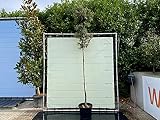 Quercus Ilex / Steen E
