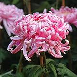 FStening 100 Stück Rosa Staude Schöne Chrysantheme Samen Indoor Outdoor Pflanzen Vitalität Anpassungsfähigkeit Hartnäckig Geeignet Anfäng