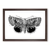BIG Box Art Epione Underwing Moth von S.F. Denton Gerahmter Kunstdruck, fertig zum Aufhängen, Walnuss, A2 (62 x 45 cm)