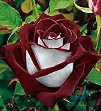 50 Abracadabra Rose Samen, seltene Farbe, Rose Osiria wunderschönen Blumen. der Liebhaber Rose Bonsai Pflanzen Rosen S