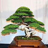 Samen für Gartenarbeit, 20 Stück japanische weiße Pinus Parviflora grüne Pflanzen Mini-Baum Bonsai S