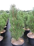 Pinus nigra Komet - Säulenschwarzk