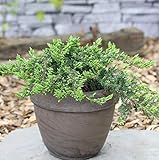 Kriechender Wacholder 20-30cm - Junip