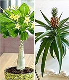 BALDUR-Garten Zimmerpflanzen-Mix Südsee, 2 Pflanzen 1 Pflanze Hawaii-Palme und 1 Pflanze Ananaspflanze Corona Zimmerp