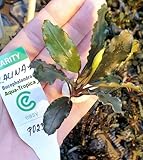 Aqua-Tropica Bucephalandra Lalina - 2 Pflanzen im B