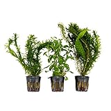 3x Wasserpflanzen Aquarium 'Fliegende Fische' | Aquariumpflanzen Set echt | Höhe 15 cm | Topf-Ø 5