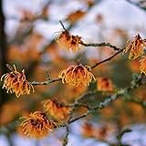 Müllers Grüner Garten Shop Zaubernuss Jelena Hamamelis intermedia orangefarbene Blüten Januar u. Februar 40-60 cm 3-5 Liter Topfb