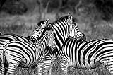 Schwarz und Weiß Afrikanisches Zebra Tier Landschaft Leinwand Malerei Poster und Drucke Wandkunst Bild Für Wohnzimmer -60x80CM R