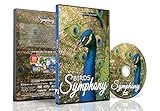 Entspannende Vogel DVD - Vögel Symphonie - Tropische Vögel in Slow Motion aus der ganzen Welt mit Vogelgezwitscher + natürlichen Geräuschen - Für Menschen - Katzen und Vög