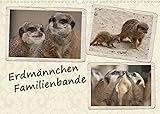 Erdmännchen Familienbande (Wandkalender 2022 DIN A3 quer)