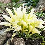 Funkien Pflanze Winterhart Samen Blumen Bonsai Hosta Fetthenne Pflanze Deko Blumen Gartenblumen Bodendecker Samen Funkien Zimmerpflanze Stauden Exotische Pflanzen 20 Funkien S