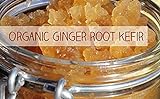 Ginger Kefir, 45g, Ginger Root Plant, Ingwerlimonade, Japankristalle, Wasserkefir (90g)