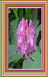 Common Problems of Rhododendron and Azalea (English Edition)