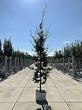 Rotbuche | Fagus sy