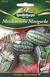 Quedlinburger Saatgut Mexikanische Minigurke S