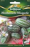 Quedlinburger Saatgut Mexikanische Minigurke S