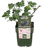 Rubus fruticosus 'Lochness' | Brombeeren Strauch Bio | Brombeeren Pflanzen | Beerenobst Pflanze | Höhe 30-60 cm | Topf-Ø 13