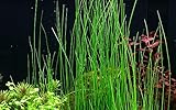 Tropica Aquariumpflanze Eleocharis sp Nr.132D Wasserpflanzen Aquarium Aquariump