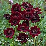 Schokoladen-Blumensamen, 100Pcs / Beutel Schokolade Blumensamen Rare Non GMO Novel Pflanze Auffällige Kleine Pflanzen Samen für das Heim für Ideale Outdoor-Garten Geschenk