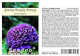 Seedeo® Zinnie „Purple Prince“ (Zinnia elegans) 50 S