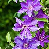 Clematis Pflanze,Garten Winterharte Pflanzen,Wurzelanlagen, sehr geeignet zum Pflanzen im Freien-C,3PCS