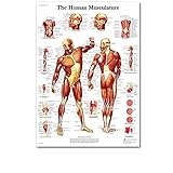 XIOFYA 1 stück menschliche anatomie Vintage Poster und druckt physiotherapis medizinische leinwand malerei wandkunstbild Druck Arzt Office dekor ungerahmt (Farbe : 1, Size (Inch) : 30x45cm No Frame)