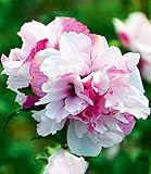 BALDUR-Garten Freiland-Hibiskus French Cabaret Pastel, 1 Pflanze Hibiscus gefüllte Blüten w