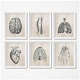 cgsmvp Menschliche Anatomie Wissenschaft Vintage Poster Kunstdrucke, Medizinische Anatomie Leinwand Gemälde Arzt Klinik Wandbilder Dekor-30x40cmx6Pcs-Kein R