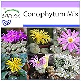SAFLAX - Sukkulenten - Blühende Steine/Conophytum Mix - 40 Samen - Conophytum Mix
