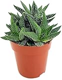 Fangblatt - Haworthia fasciata'concolor' - kompakte Sukkulente im Ø 9 cm Topf - pflegeleichte Zimmerp