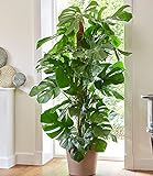 BALDUR Garten Monstera - Fensterblatt ca. 60-70 cm hoch,1 Pflanze Luftreinigende Zimmerpflanze Pflegeleichte Zimmerpflanze auch für dunklere S