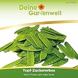 Topf-Zuckererbsen Norli Samen - Pisum sativum - Erbsensamen - Gemüsesamen - Saatgut für 55