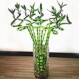 60 Stück Mini Lucky Bamboo Seeds Baum Bonsai Frische Natur Bringen Sie Viel Glück Und Reichtum Bambus Top