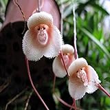 TENGGO Egrow 200 STÜCKE AFFE Gesicht Orchideen Samen Mehrere Sorten Pflanzen Garten Bonsai Blume - 3