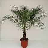 Phoenix Roebelenii Zwerg-Dattelpalme 90-100 cm / Zimmerp