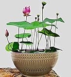 5 chinesische Mini Lotusblume Samen, Nelumbo nucifera, Bowl Lotus, Schüssel L
