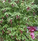 Schöne Leycesterie - Karamellbeere - Karamellstrauch - Buntdachblume - Leycesteria formosa (40-60)