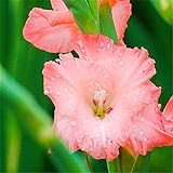 Gladiolus |Auffälliger, Voller Exotik, Zum Pflanzen Verwendet, Lebende Pflanzen Drinnen Und DraußEn, Zieht Bienen Und Schmetterlinge An,-60 k