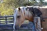 Pferd mit Katze am Schmusen Pferde XXL Wandbild Kunstdruck Foto Poster P0468 Größe 90 cm x 60 cm, Größe 90 cm x 60