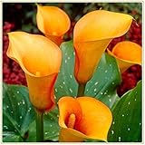 Calla-Lilien-Zwiebeln，Kleine Sanitärexpertin Große frische Regenbogengöttin Starkes Wachstumsdekor-2Zwiebeln,3