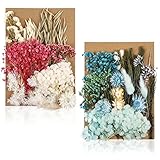 QINREN 2 Sets natürliche getrocknete Blumenblätter, echte getrocknete gepresste Blumen und Blätter gemischte natürliche Trockenblumen Bunte getrocknete Blumen für DIY Scrapbooking Kerzenschmuck