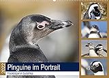 Pinguine im Portrait - Frackträger in Südafrika (Wandkalender 2022 DIN A2 quer) [Calendar] und Yvonne Herzog, M