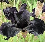 Schwertlilie Zwiebeln Iris Blumenzwiebeln, Eine Packung enthält Blumenzwiebeln Pflanzen in Topqualität (3, schwarz)
